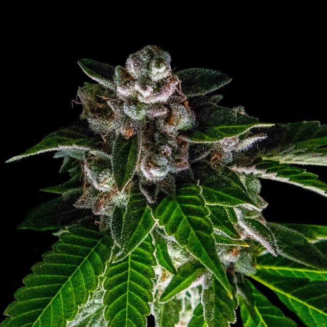 Sorbet Collection - Bakers Delight cannabis seeds – Sweet – Female seeds – Relaxing – image 1 from Seed City