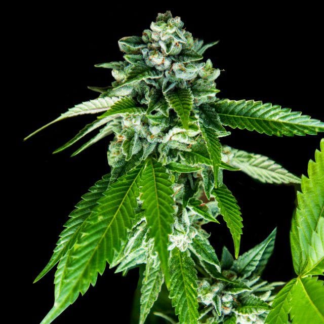 Sorbet Collection - Sorbet Dreams cannabis – image 1 – Seed City