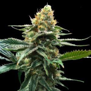 Sorbet Collection - Sour Sorbet cannabis – image 1 – Seed City