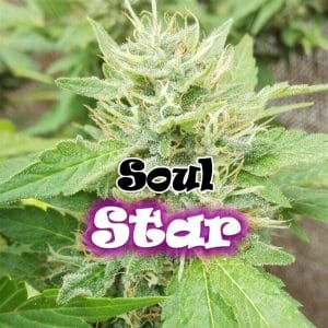 Soul Star cannabis – image 1 – Seed City