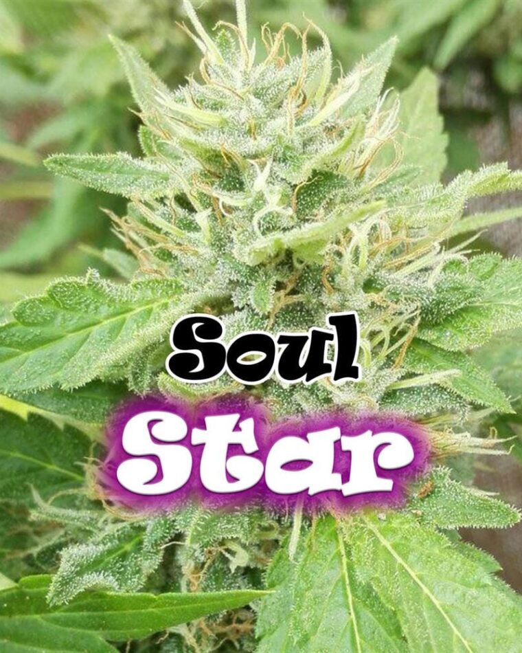 Soul Star cannabis – image 1 – Seed City
