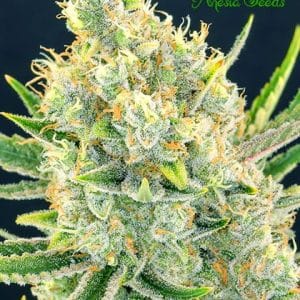 Sour Apple by Anesia Seeds – Female seeds – Indoor-friendly – Tall (140cm plus) – image 1 – Seed City