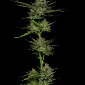 Sour Apple Autoflower cannabis – image 1 – Seed City
