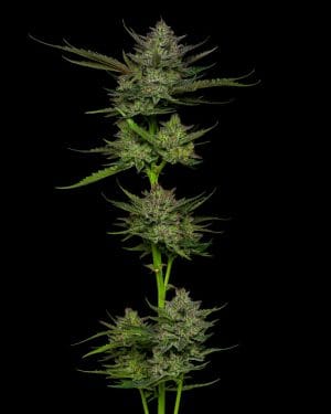 Sour Apple Autoflower