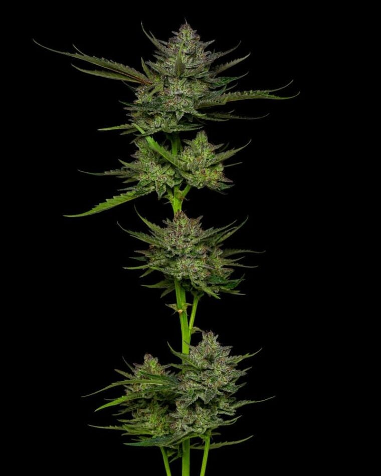 Sour Apple Autoflower cannabis – image 1 – Seed City