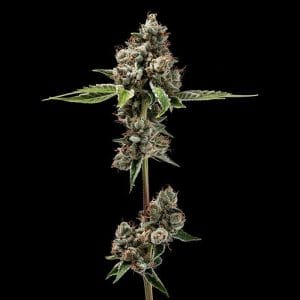 Sour Best Afghani