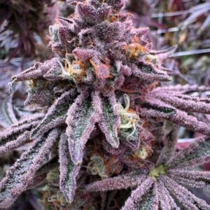 Sour – 12/12 Photoperiod – Outdoor – Sour Blucci strain – image 1 – from Grounded Genetics via Seed City