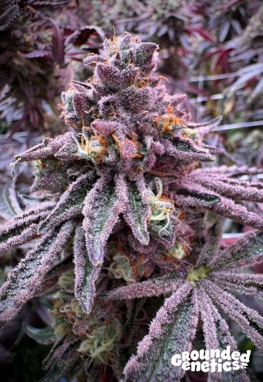 Sour – 12/12 Photoperiod – Outdoor – Sour Blucci strain – image 1 – from Grounded Genetics via Seed City