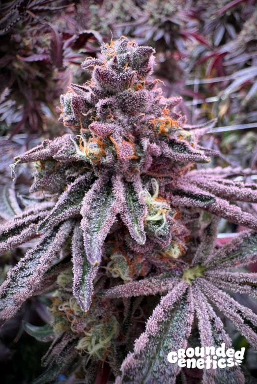 Sour – 12/12 Photoperiod – Outdoor – Sour Blucci strain – image 1 – from Grounded Genetics via Seed City