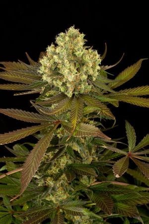 Sour Blueberry