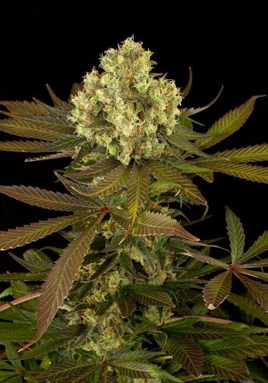 Sour Blueberry by Humboldt Seed Organisation – Regular – Relaxing – 12/12 Photoperiod – image 1 – Seed City