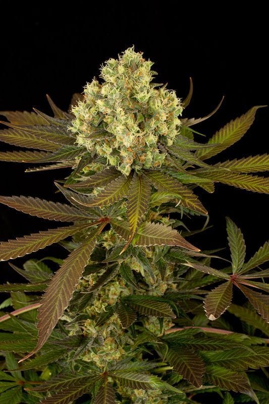Sour Blueberry by Humboldt Seed Organisation – Regular – Relaxing – 12/12 Photoperiod – image 1 – Seed City