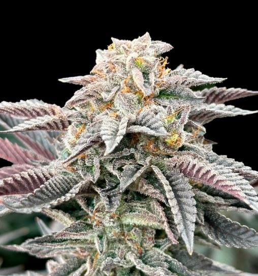 Sativa – Lemon – 12/12 Photoperiod – Sour Burger strain – image 1 – from Grateful Seeds via Seed City