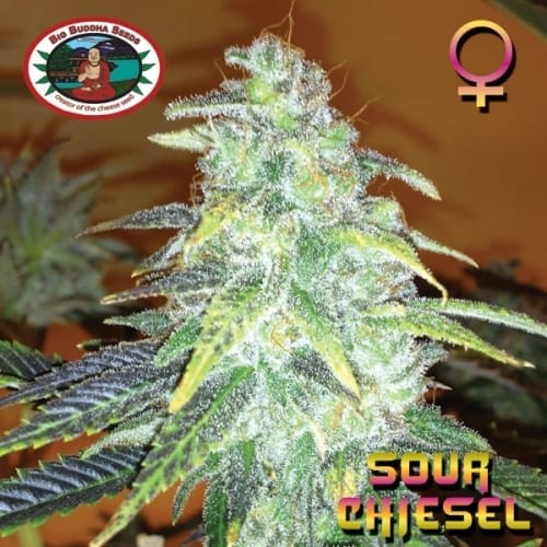 Sour Chiesel from Big Buddha Seeds