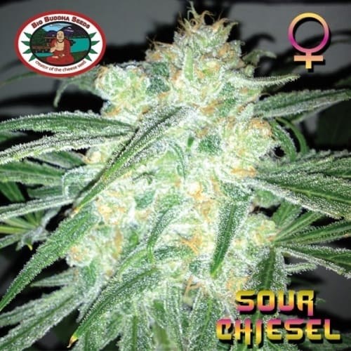 Image 4 of Sour Chiesel cannabis by Big Buddha Seeds – Outdoor cultivation – Citrus – 12/12 Photoperiod – Seed City