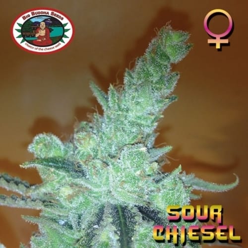 Sour Chiesel by Big Buddha Seeds – Sativa Dominant – Citrus – 12/12 Photoperiod – image 2 – Seed City