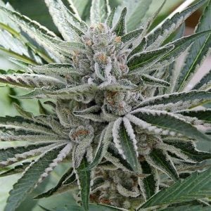 Sour Candy Razzlez by Seedism Seeds – 12/12 Photoperiod – 50% Indica/50% Sativa – Indoor-friendly – image 1 – Seed City