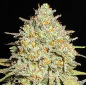 Sour Cheese Gob Stopper