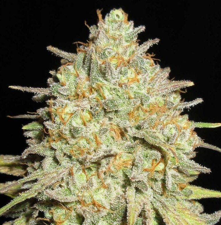 Sour Cheese Gob Stopper by Ultra Genetics – Suited for indoor growing – Sour – Super Strength – image 1 – Seed City
