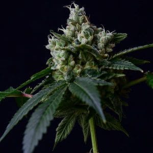 Sour Chem 78