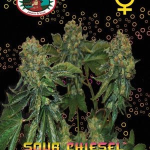 Mostly Indica – Spicy – Outdoor cultivation – Sour Chiesel Auto strain – image 1 – from Big Buddha Seeds via Seed City