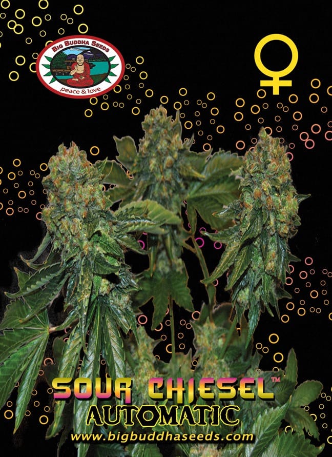 Mostly Indica – Spicy – Outdoor cultivation – Sour Chiesel Auto strain – image 1 – from Big Buddha Seeds via Seed City