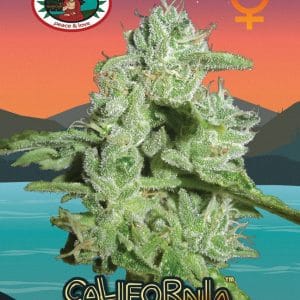 California Orange Cheese by Big Buddha Seeds – Fruity – Psychedelic – 12/12 Photoperiod – image 1 – Seed City