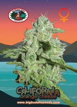 California Orange Cheese
