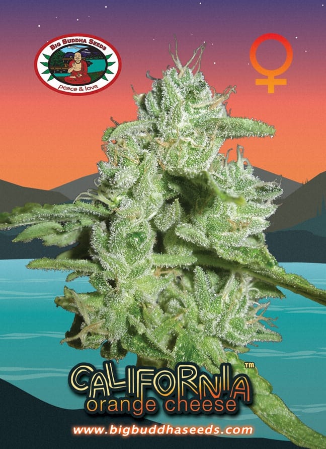 California Orange Cheese by Big Buddha Seeds – Fruity – Psychedelic – 12/12 Photoperiod – image 1 – Seed City