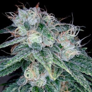Sour Diesel
