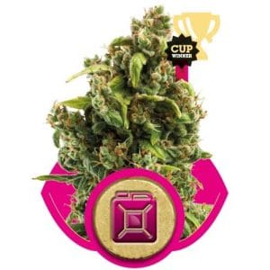Image 1 of Sour Diesel cannabis by Royal Queen Seeds – Sour – The End of October – Sativa-leaning – Seed City