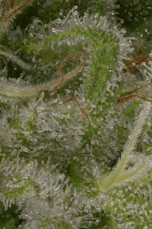 Sour Diesel
