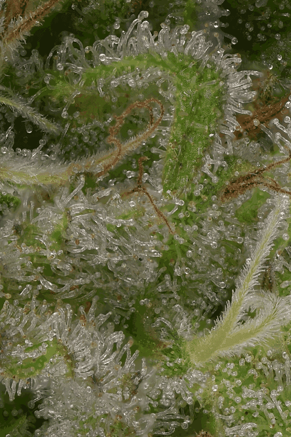 Sativa-leaning – 12/12 Photoperiod – Body Stone – Sour Diesel strain – image 1 – from Big Head Seeds via Seed City