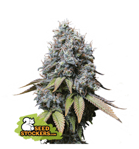 Sour Diesel cannabis seeds – Suited for indoor growing – Feminized – 12/12 Photoperiod – image 1 from Seed City