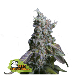 Image 1 of Sour Diesel Auto cannabis by Seed Stockers – Sativa Dominant – Citrus – Suited for indoor growing – Seed City
