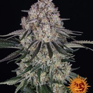 Sour Diesel Auto cannabis seeds – Citrus – Body Stone – Auto-Flowering – image 1 from Seed City