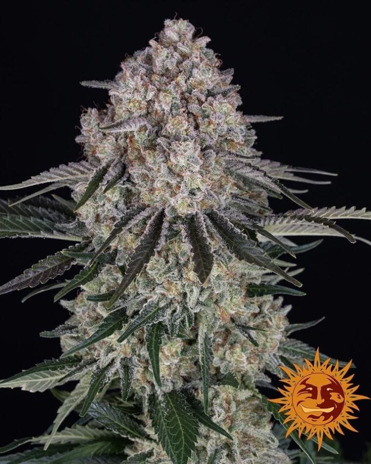Sour Diesel Auto cannabis seeds – Citrus – Body Stone – Auto-Flowering – image 1 from Seed City
