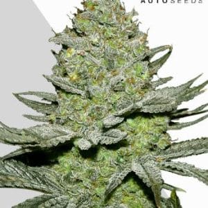 Suited for indoor growing – Sativa-leaning – Piney – Sour Diesel Auto strain – image 1 – from Auto Seeds via Seed City