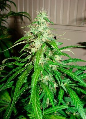 Diesel Haze