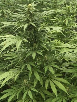 Sour Diesel x SCBDX