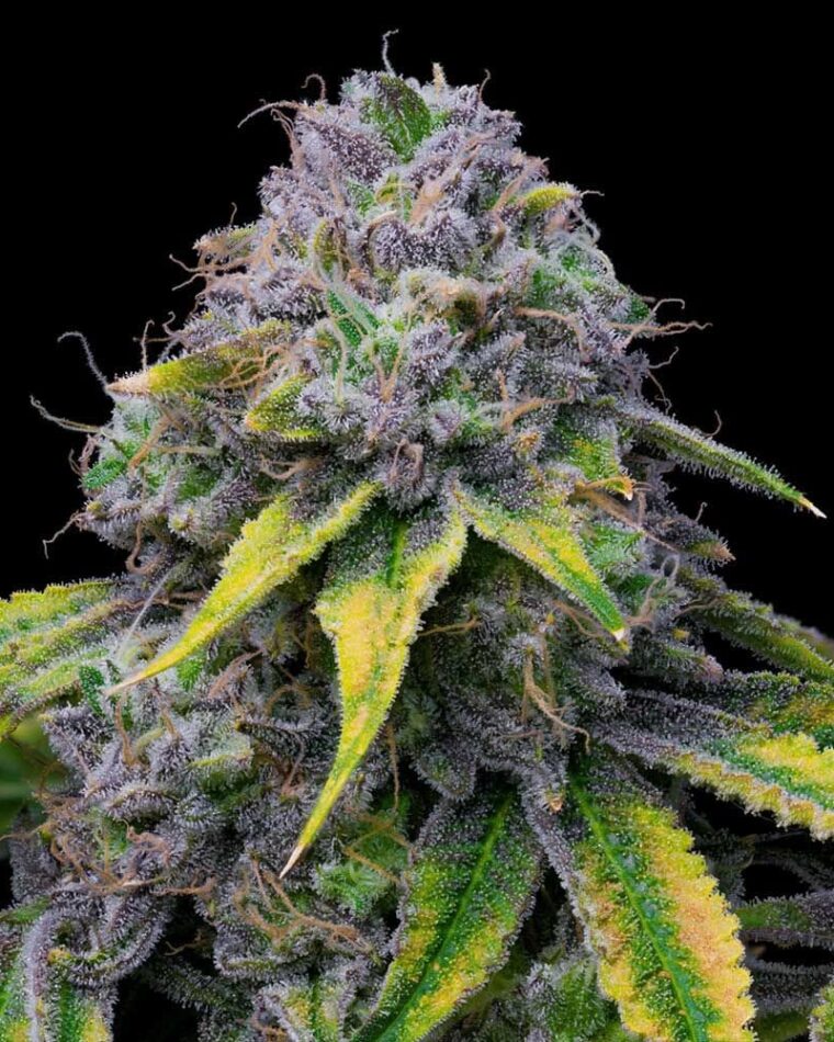 Sour Dubb x Hollywood cannabis seeds – Sour – Good for outdoor grow – 12/12 Photoperiod – image 1 from Seed City