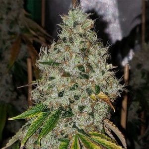 Sour Fire Tahoe