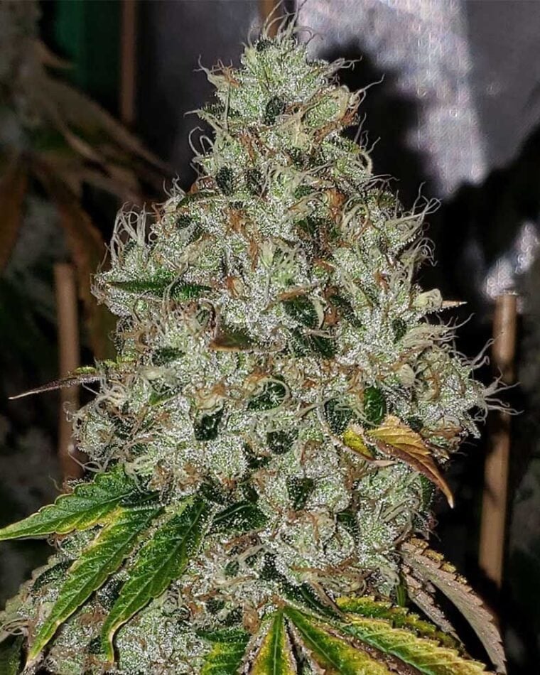 Sour Fire Tahoe cannabis seeds – 12/12 Photoperiod – Outdoor – Regular – image 1 from Seed City
