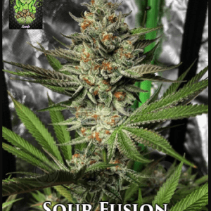 Sour Fusion from Trichome Jungle Seeds