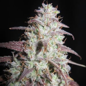 Sour Gob Stopper