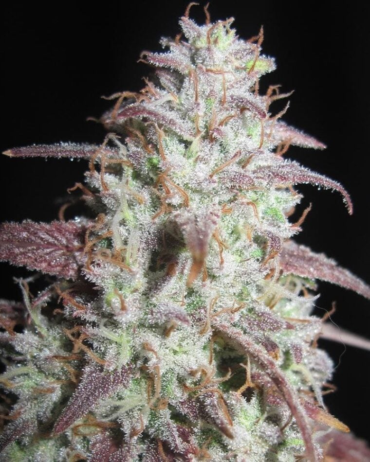 Sour Gob Stopper by Ultra Genetics – Sweet – Guaranteed female plants – Large yield – image 1 – Seed City