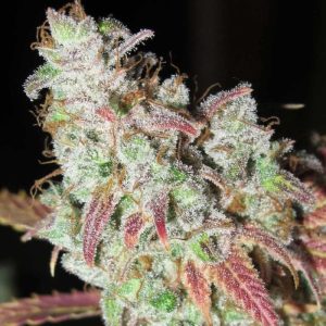 Indoor – Grape – 12/12 Photoperiod – Sour Grape Kush S1 strain – image 1 – from Ultra Genetics via Seed City