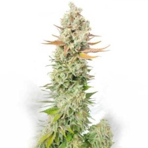 Sour Grape Widow