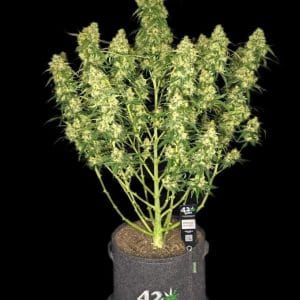 Sour Jealousy Auto by FastBuds – Indoor – Euphoric – Super Strength – image 1 – Seed City