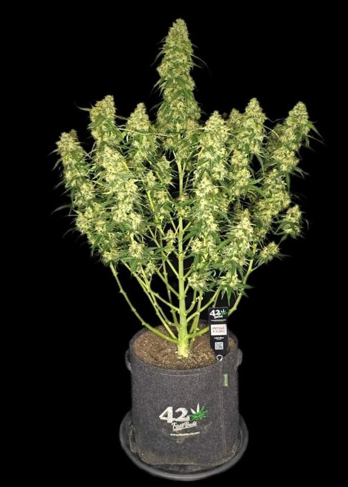 Sour Jealousy Auto by FastBuds – Indoor – Euphoric – Super Strength – image 1 – Seed City